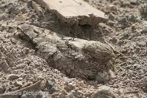 شبگرد مصری